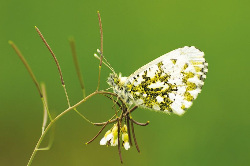orange tip by Margriet Louwen