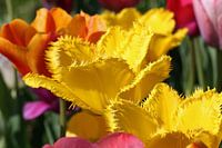 Tulips