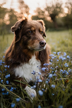 Ein verträumter Australian Shepherd zwischen blauen Blumen in der goldenen Stunde