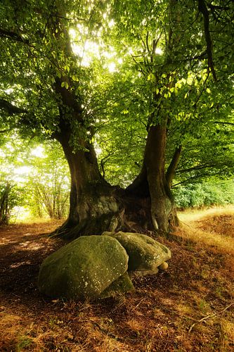 Alter Baum (Lindeskov Hestehave, Ørbæk) mit Steinen