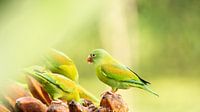 Colorful Companions
