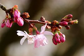 Bloesem by t de bruin