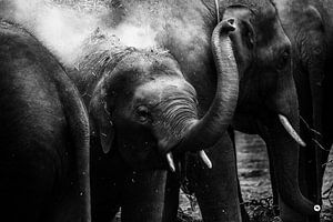Elefant