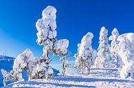 Landschap met sneeuw in de winter in Ruka, Finland van Rico Ködder thumbnail