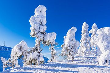 Landscape with snow in winter in Ruka, Finland by Rico Ködder