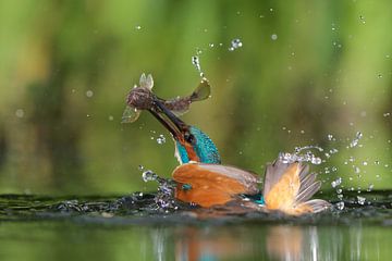 Martin-Pêcheur sur Martins-pêcheurs - Corné van Oosterhout