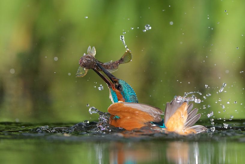 Kingfisher by IJsvogels.nl - Corné van Oosterhout