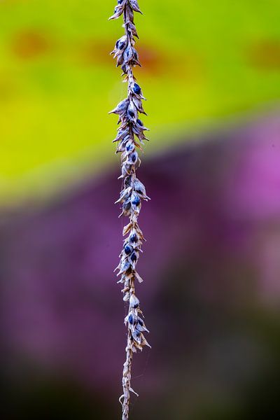 Der Herbst ist bunt von Jenny Kambeck