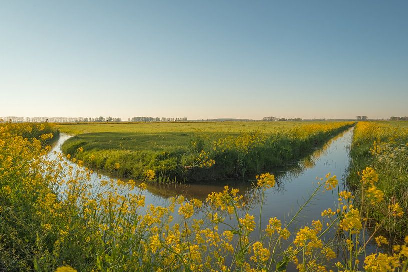 Rapeseed - Rape seed by Moetwil en van Dijk - Fotografie