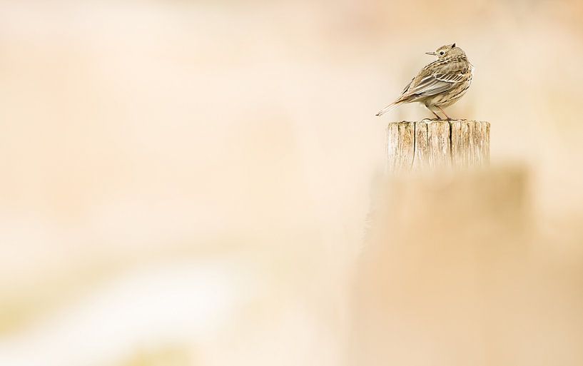 The meadow pipit by Danny Slijfer Natuurfotografie