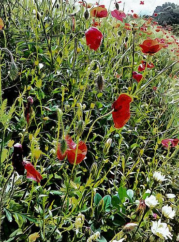 Gezichtspunt Rode Klaproos