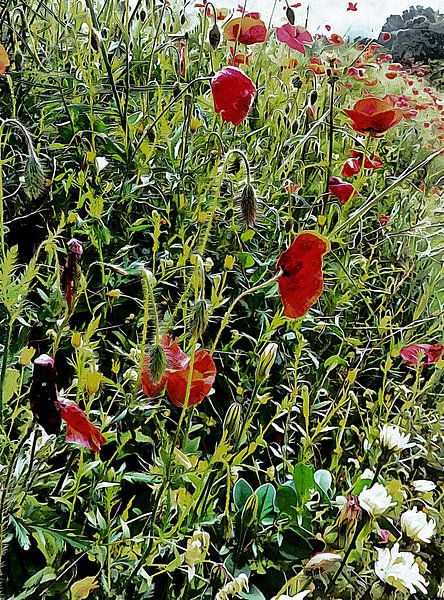 Red Poppy Viewpoint by Dorothy Berry-Lound