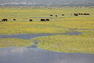 Kudde waterbuffels m Kerkini-reservoir/meer
