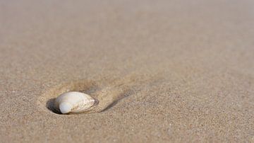 Shell on the beach of the Polish Baltic Sea coast by Heiko Kueverling