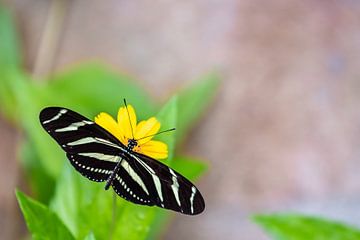 schöner Schmetterling auf einer Blume von Cindy van der Sluijs