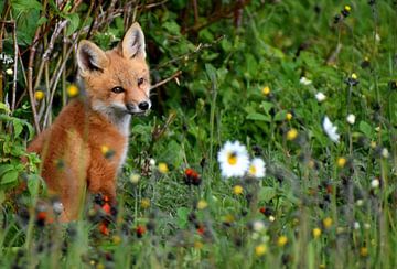 Un jeune renard dans un champ sur Claude Laprise