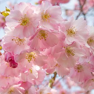 Roze bloeiende bloesem in de lente, vierkant von Michèle Huge