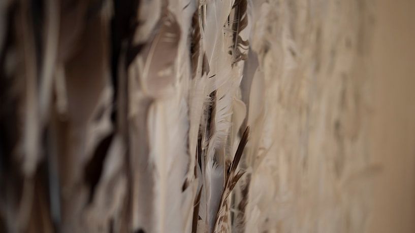 Mur de plumes par Tijmen Wierenga