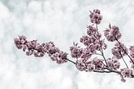 Kersenbloesems in detail van Melanie Viola thumbnail