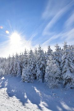 Une forpet givrée après la tempête sur Claude Laprise
