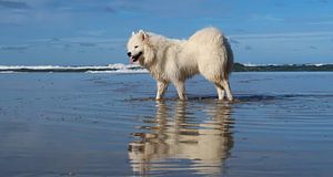 Samoyed