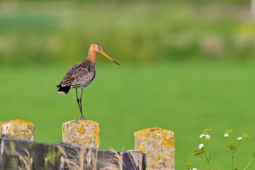 Grutto op Hek in de zon