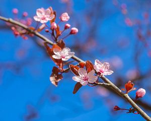 Blüte in der Blüte!