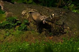 Iltis im Wald