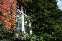 Overwoekerd raam in een bakstenen muur - natuur ontmoet verval op een verloren plek