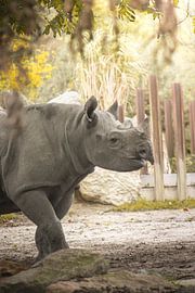 Rhino. by JMook Photography