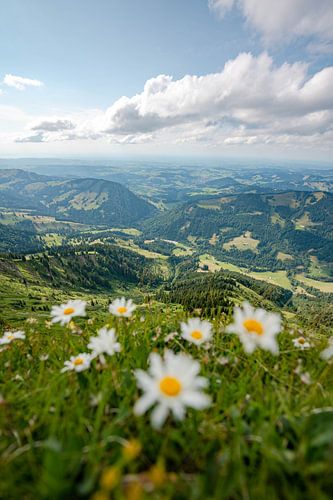 Bloemrijk uitzicht op Oberstaufen vanaf de Hochgrat