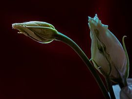 Roos in de knop sur Arno Marx