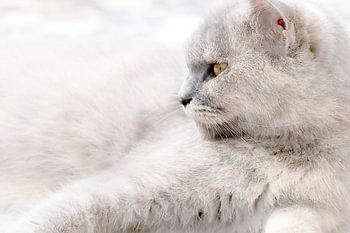 Straight Look von Memey