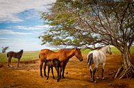 Paarden en veulens onder een boom in een weiland van Ellis Peeters thumbnail