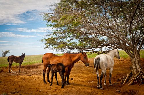 Horses and foals under a tree in a meadow
