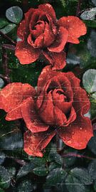 Autumn Rose by Christine Nöhmeier