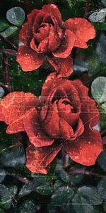 Herbst Rose