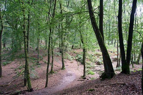 Forests in the Netherlands