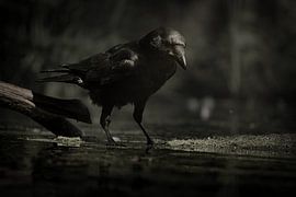 Krähe in einem Sumpfgebiet in Schwarz-Weiß von Wouter van Twillert