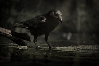 A crow in a marshland, in black and white