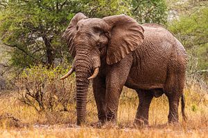 Afrikaanse Olifant in de regen