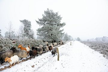 Robuste Heidschnucken - Schafe im Winter von Gisela Scheffbuch