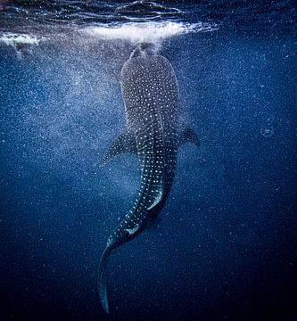 Whaleshark @ Lombok, Indonesie by Travel Tips and Stories