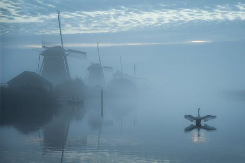 Foggy mills of Kinderdijk with swan