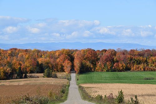 Une route de campagne à l'automne