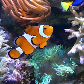 Clown vis nemo by Susan huisman