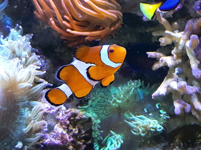 Clown vis nemo by Susan huisman