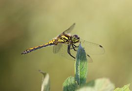 Libellule de bruyère noire sur Matthias Brix