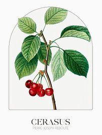 Pierre-Joseph Redouté - Cerasus by Old Masters