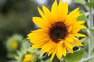 Zonnebloem